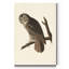 «Pl 351 Great Cinereous Owl», reproduction d'art sur toile tendue-724592755