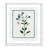 Colombe Shabby Elegance Botanical II - Framed Art-72514471-72514479