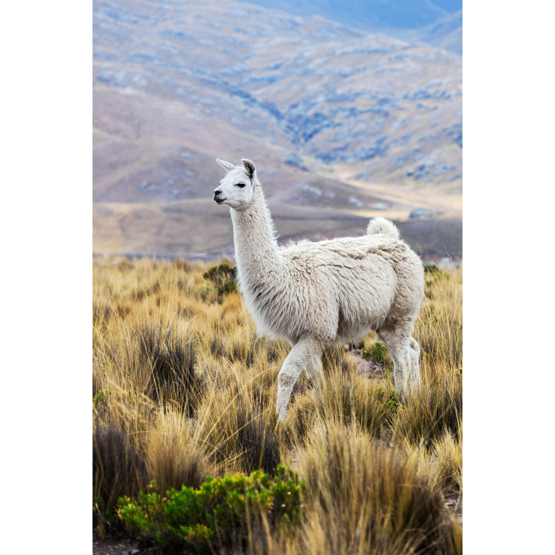 Leinwandbild Lama auf einer Weide in den Bergen