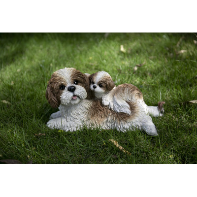 Mother and Baby Shih Tzu