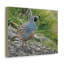 Gros plan sur Califonia Quail Art, impression de coq majestueux, art mural