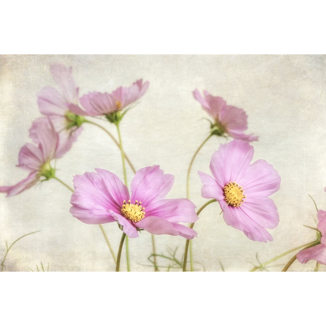 Leinwandbild Pink Cosmos II von Dianne Poinski