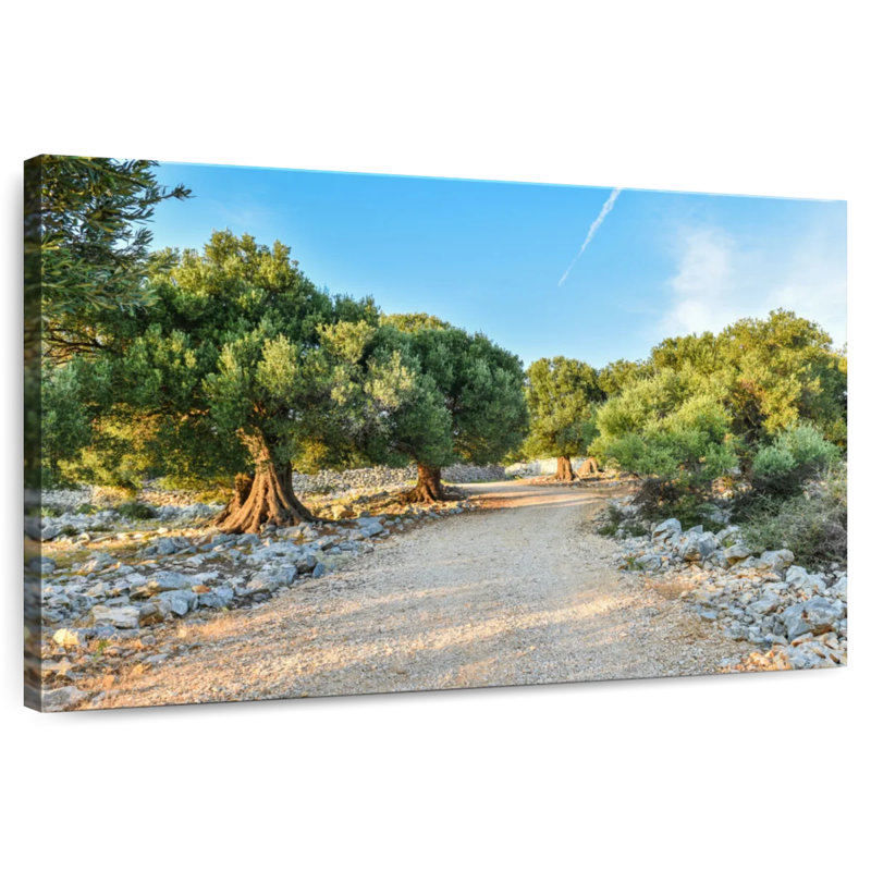 Jardin méditerranéen olive, H 8 po x l 12 po