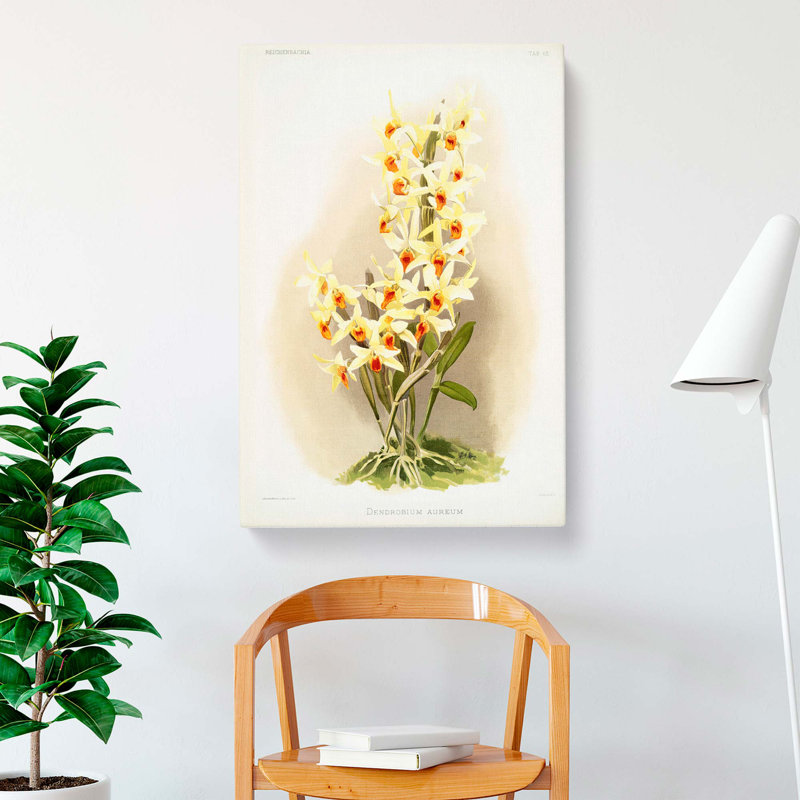 Magnolia Flowers Illustration Tab.63 by Frederick Sander - Wrapped Canvas, 50cm H x 35cm W x 3cm D