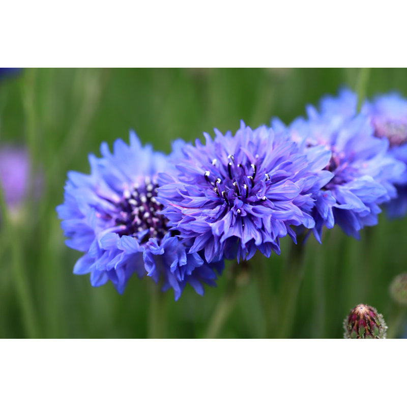 Cocamo Centaurea Cyanus - Wrapped Canvas Print, 30cm H x 46cm W x 3.8cm D