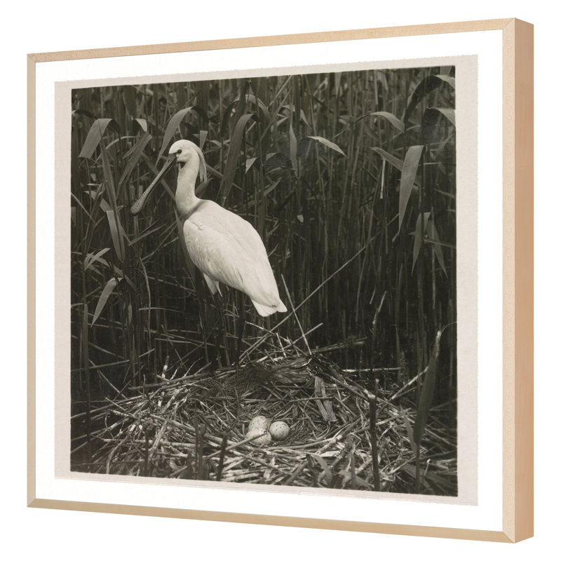 Coastal Birds 2 Print by THE Studio, Maple Framed, 22" H x 22" W x 2" D