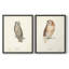 Scops Eared Owl - reproduction encadrée de qualité supérieure - prête à être accrochée - aucun clou requis - aucun clou requis-191032648-191032649