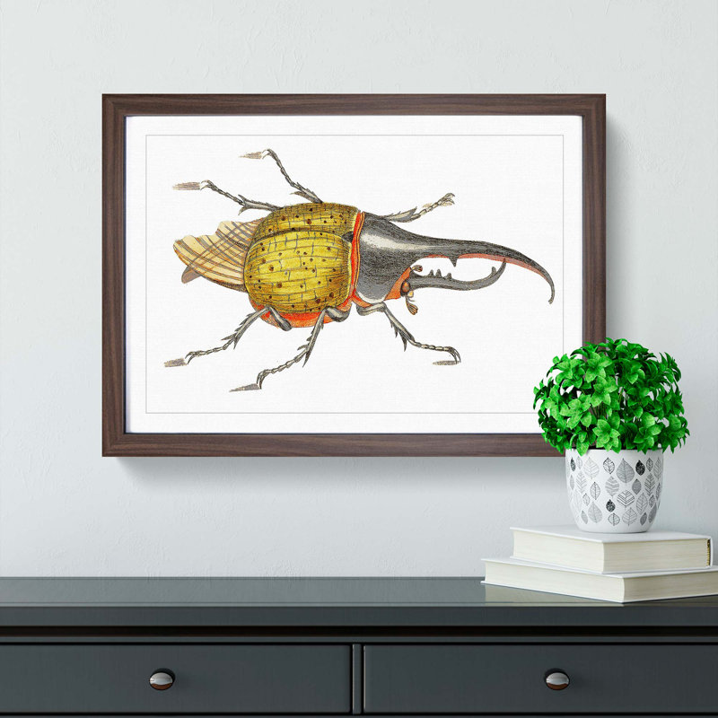 Hercules Beetle by George Shaw - Picture Frame Graphic Art Print, Walnut Framed, 36cm H x 48cm W x 2cm D