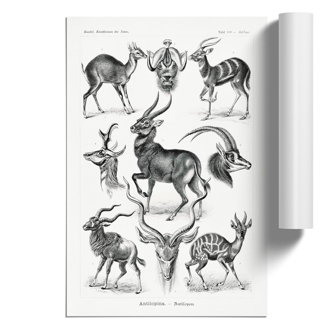 Antelopes by Ernst Haeckel - Frameless Print