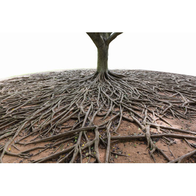 " Banyan Tree Root " by Gdmoonkiller