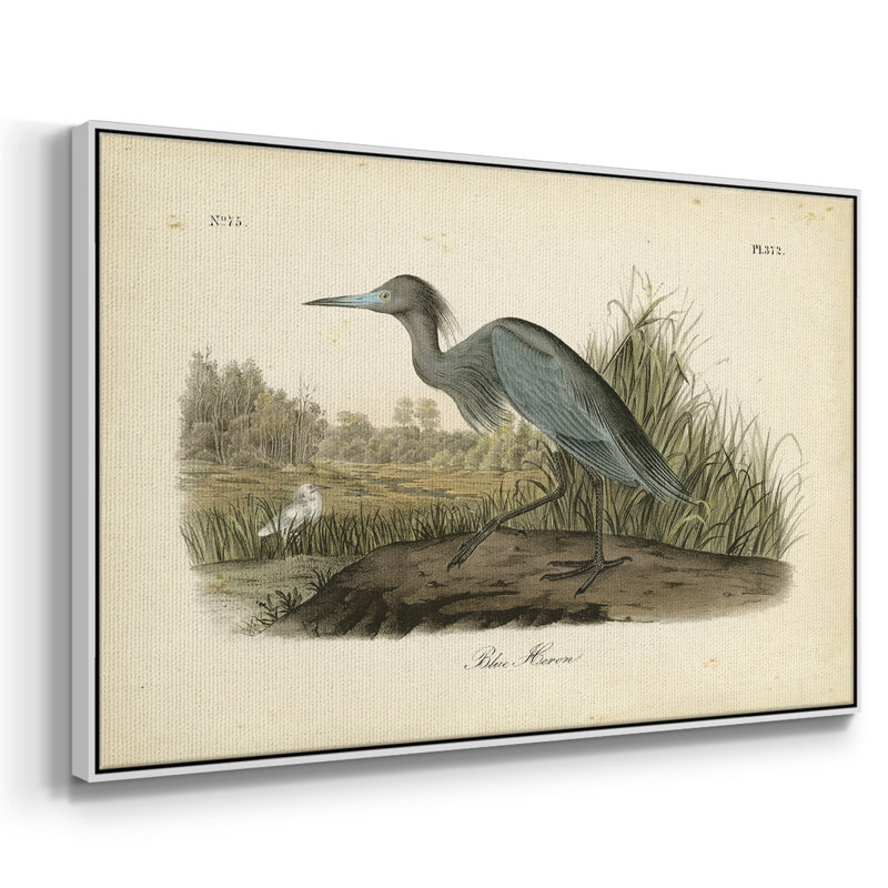 Audubons Blue Heron, reproduction d'art sur toile, H 25 po x l 37 po x P 2 po, Blanc