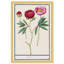 «Red and Pink Peony Botanical Study» par Birch Lane ™ - reproduction de cadre photo-68916647-68916643