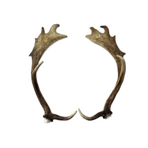 https://assets.wfcdn.com/im/03011620/resize-h300-w300%5Ecompr-r85/2827/282789153/Real+Fallow+Deer+Antler+Set.jpg