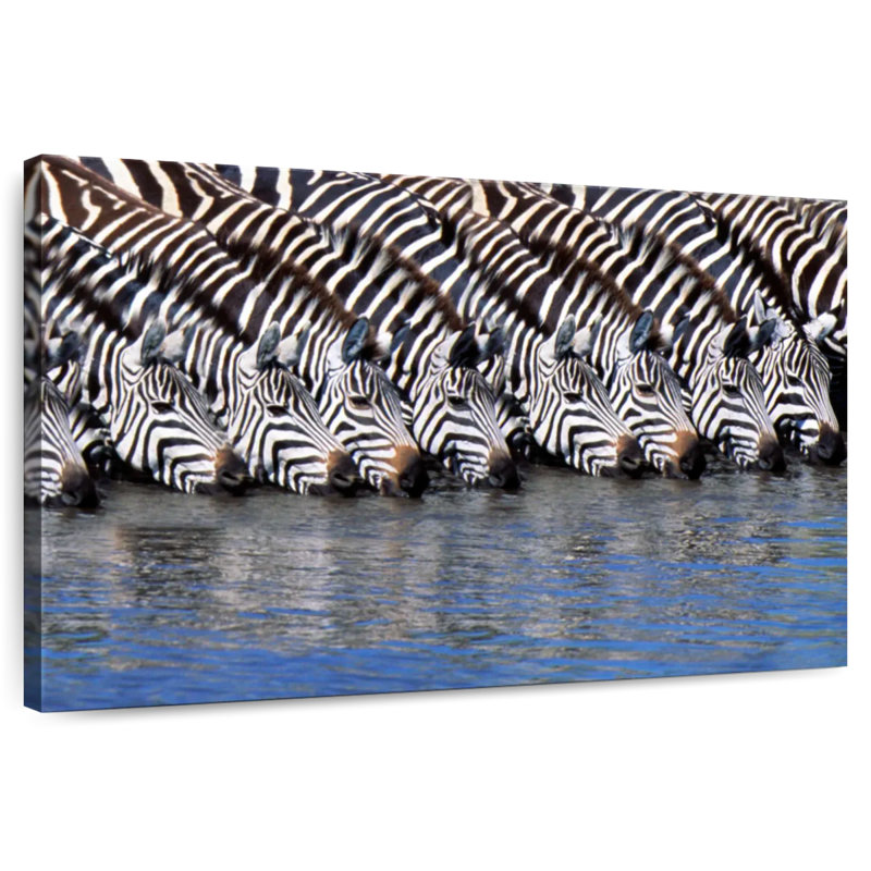 Crowle Zebras buvant de l'eau, H 20 po x l 30 po