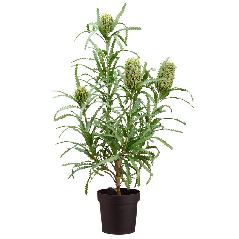 43 po Bushia Blooming X4 en pot vert gris