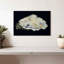 Pearl In Shell-108888871