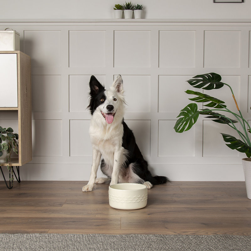 Pet Bowl
