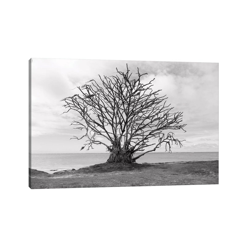 Barron Tree by Sean Davey - Wrapped Canvas Gallery-Wrapped Canvas Giclée, 20.32 cm H x 30.48 cm W