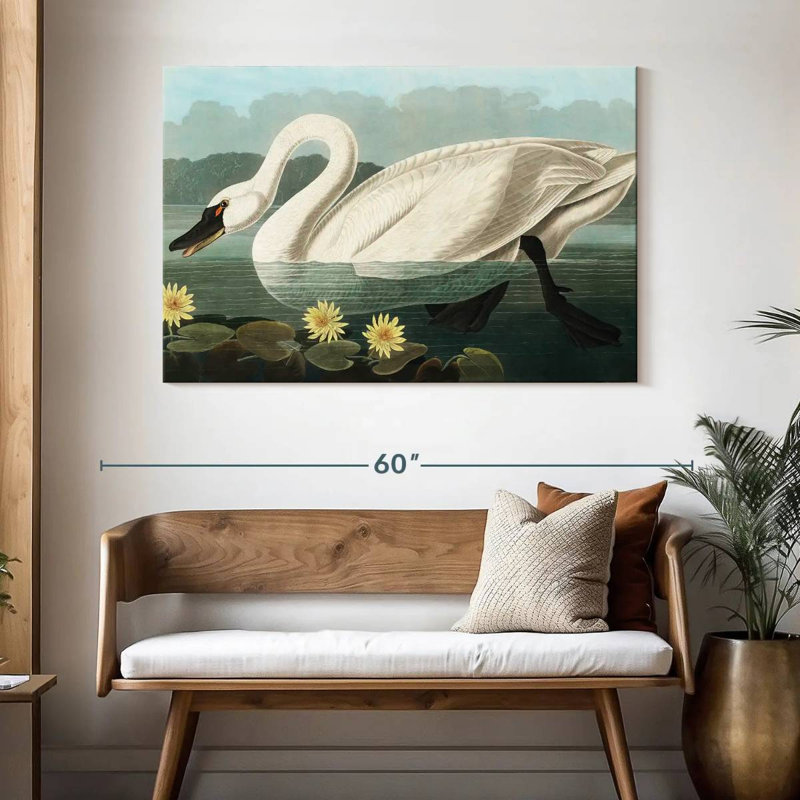 Brampt Common American Swan, 32" H x 48" W