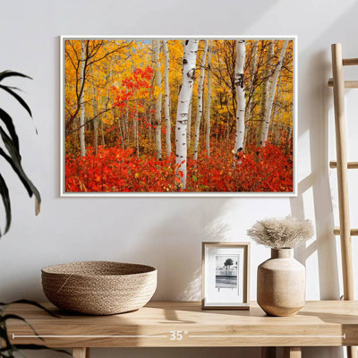 Bouleaux d'automne