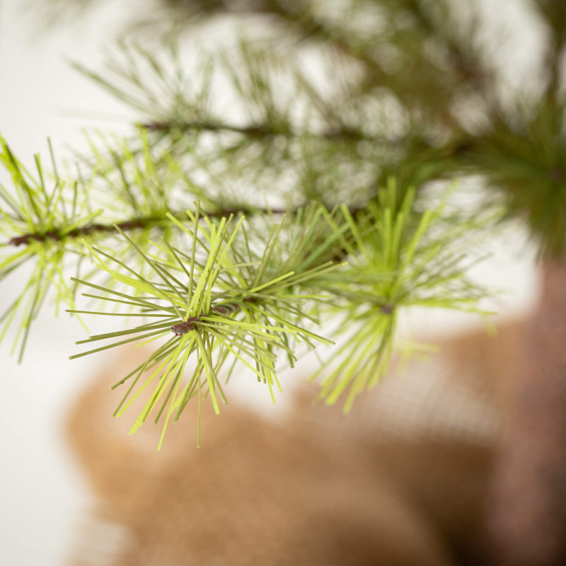 Schary Faux Pine Tree in Rattan Pot, 4.1" H x 19.5" W x 19.5" D