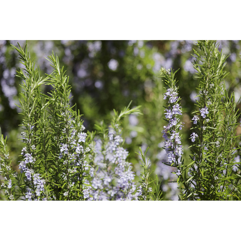 Rosemary by Temmuzcan, 8" H x 12" W