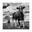 « waiting bw crop », reproduction de photo sur toile tendue-30319965