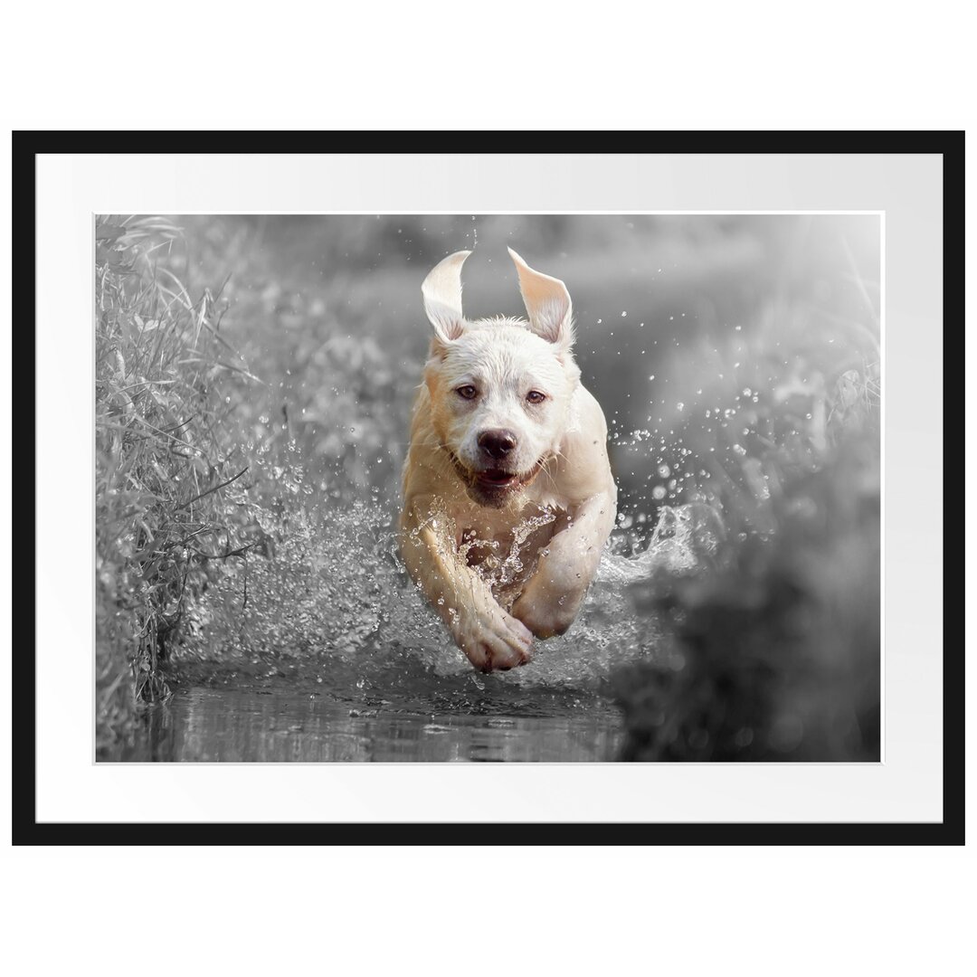 Gerahmtes Poster Labrador-Welpe Wasser