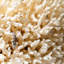 Genuine Birds Nest Coral (4 Lbs)