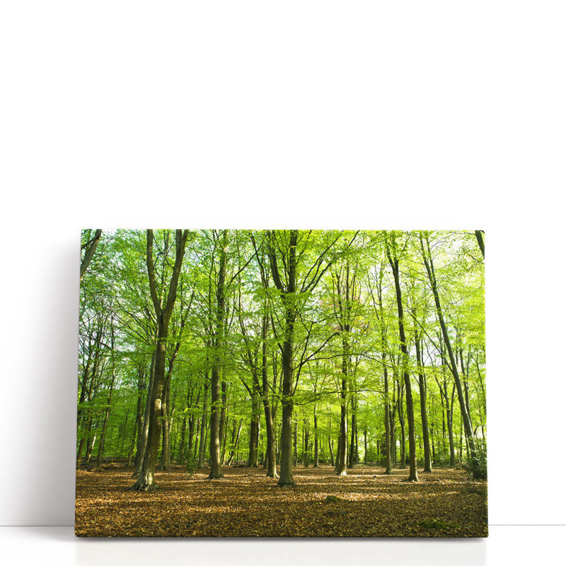 «Forest At Spring Time», reproduction d'art sur toile, H 18 po x l 24 po
