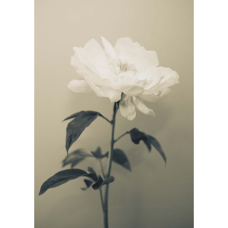 Peony Still Life Print, 40" H x 27" W x 2" D