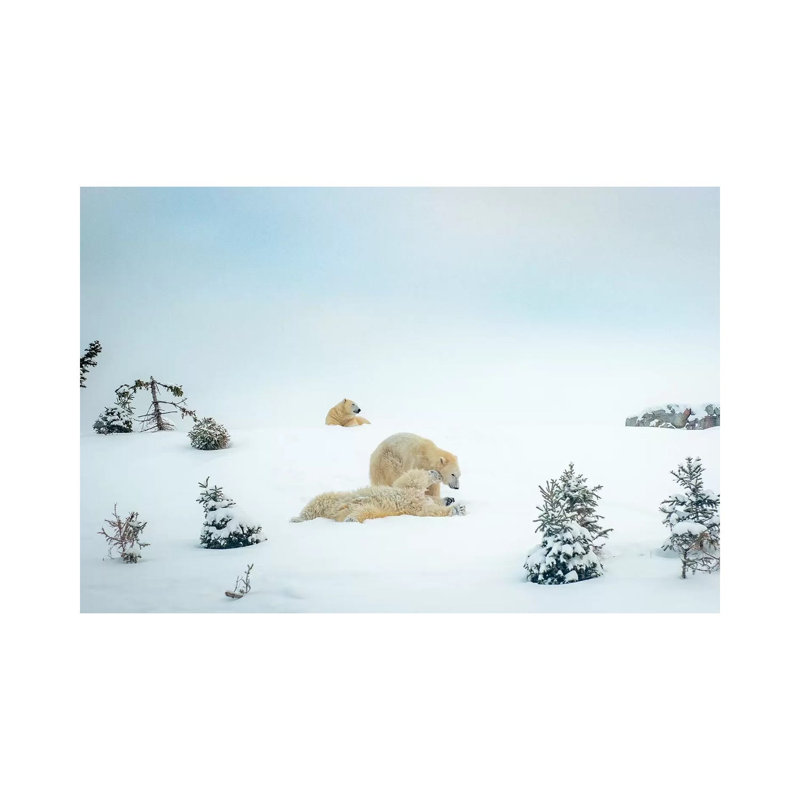 3 Polar Bears Resting And Playing - Wrapped Canvas Print, 101.6 cm H x 66.04 cm W x 3.175 cm D
