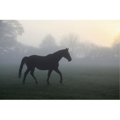Misty Paddock Print by Bill Philip