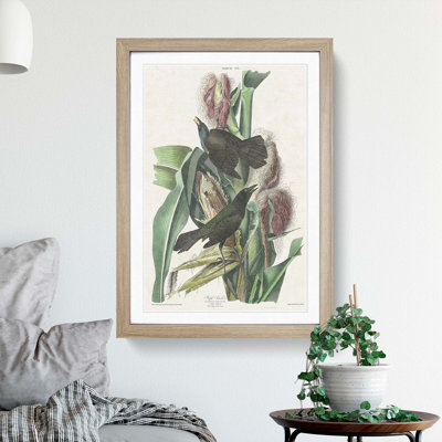 Common Crow Blackbird by John Audubon - Picture Frame Painting