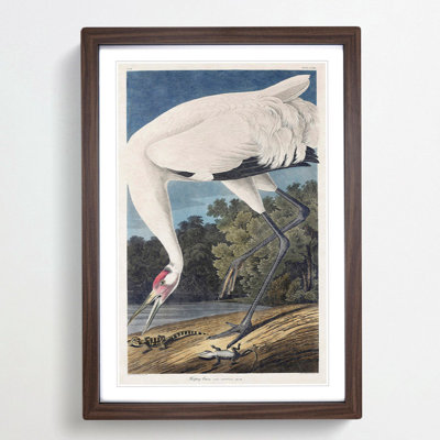 Hooping Crane Bird by John Audubon - Picture Frame Painting Print on MDF