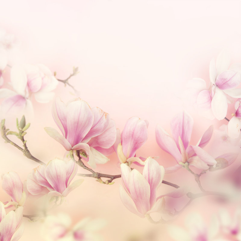 Beautiful Magnolia. by Igor_Aleks - Wrapped Canvas Print, 76cm H x 76cm W