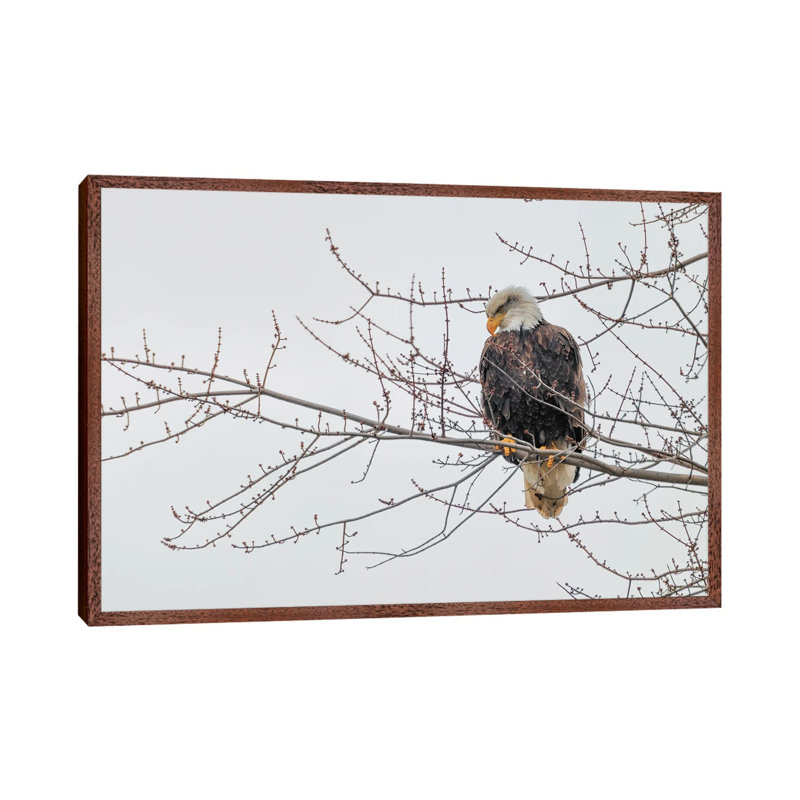 Eagle Perch II by David Gardiner - Print on Canvas, 66.04 cm H x 45.72 cm W, Brown Framed