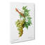 Green Grapes by Pierre-Joseph Redoute - Wrapped Canvas-55359564
