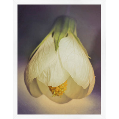 Flowering Maple Print by Lillian August