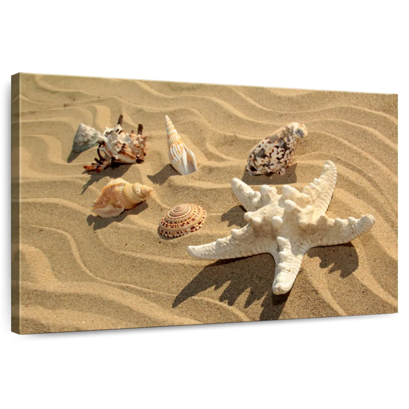 Gillard, coquillages et étoiles de mer