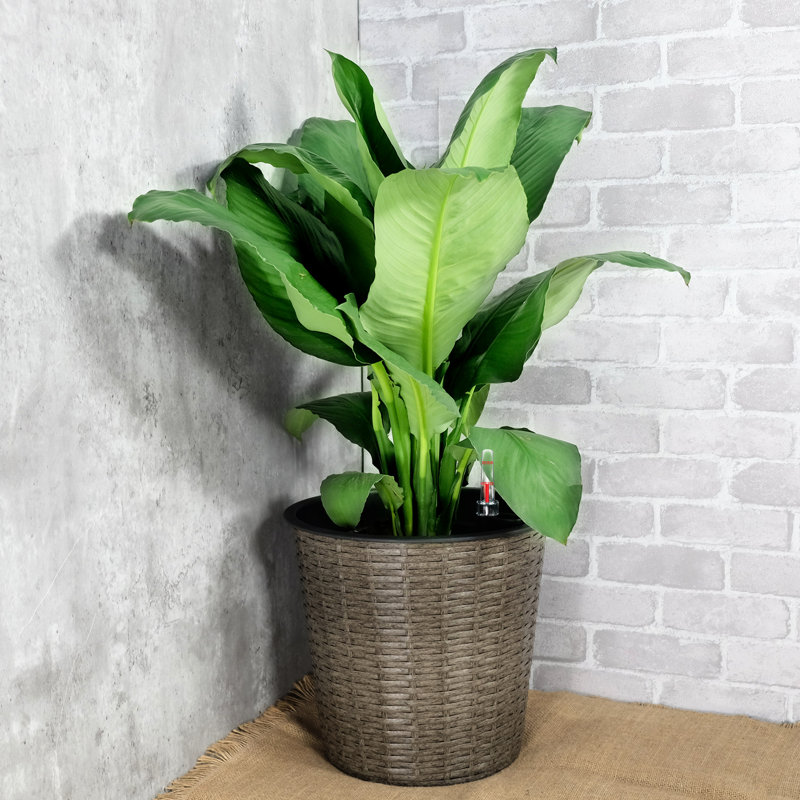 Jardinière décorative auto-arrosante de 13,4 po - naturelle pour l'intérieur et l'extérieur selon les changements de temps Méthode d'installation simple avec processus d'assemblage facile