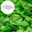 Ivy Balcony Privacy Fence Panel-1820369084-1820369082