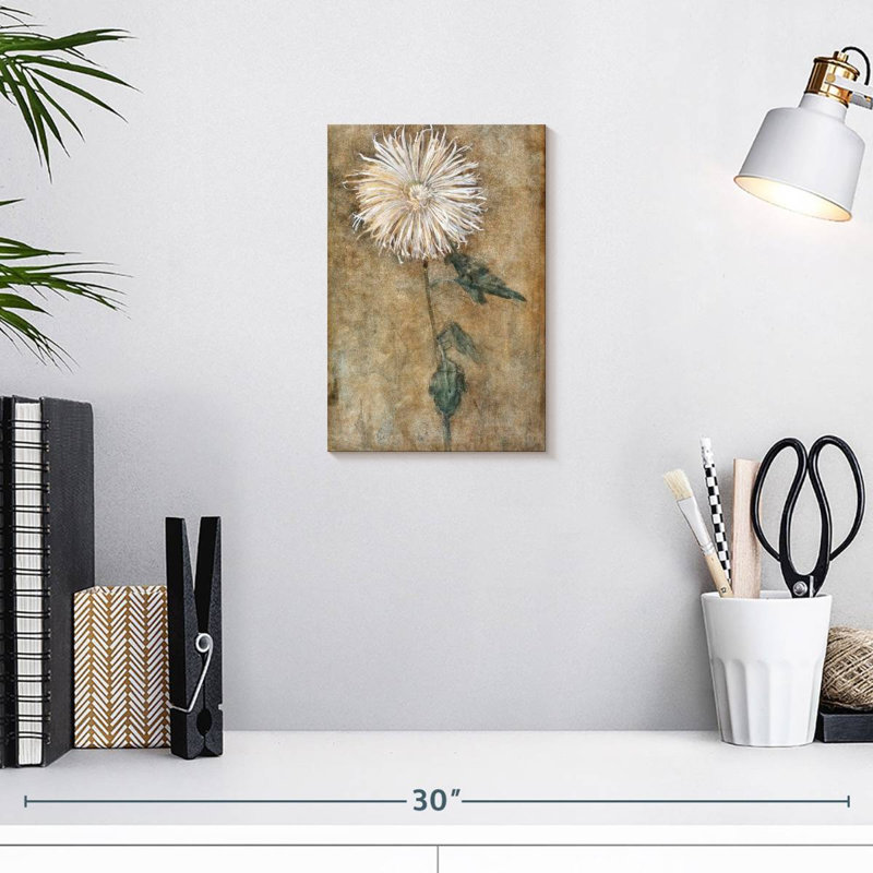 Chrysanthème 1900, H 12 po x l 8 po