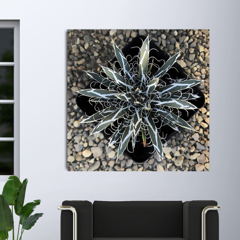 " Aloe Vera I ", 12" H x 12" W x 1.5" D