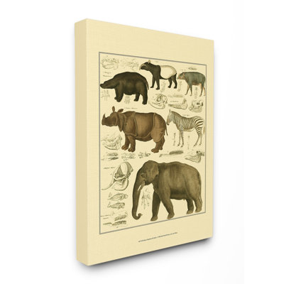 « animal anatomie illustration », impression