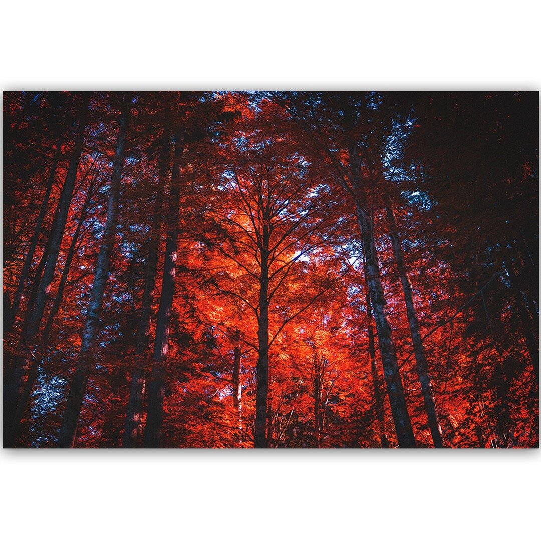 Leinwandbild Wald im Licht der untergehenden Sonne