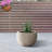 Pot Planter-638163420