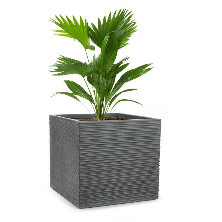 Cachepot, 50cm H x 55cm W x 55cm D