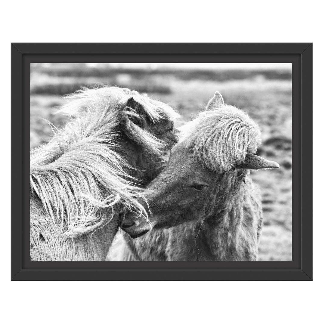 Gerahmtes Wandbild Islandpferde Pony Kunst B&W