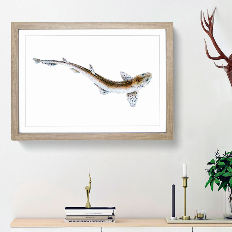 Lesser Spotted Dog-fish by Edward Donovan - Picture Frame Painting Print, Oak Framed, 27cm H x 36cm W x 2cm D